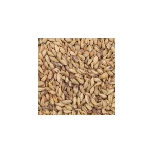 MALTA SPECIAL ROAST BRIESS